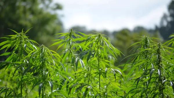 Irlanda busca destrabar el cáñamo industrial tras cultivar solo 11 hectáreas