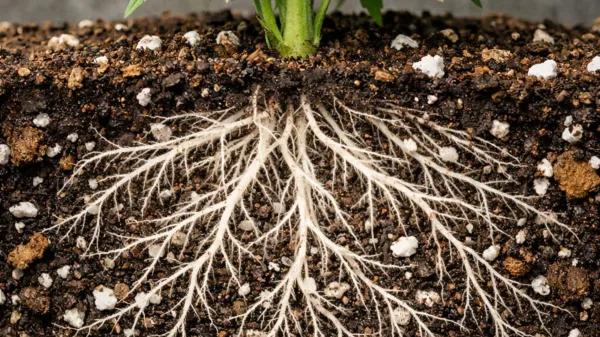 Una revisión explora el potencial médico de las raíces del cannabis