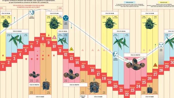 Calendario biodinámico lunario de agosto 2026 - Cáñamo 310