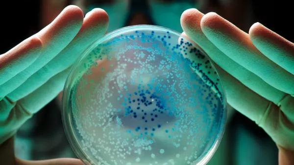 Extractos de cannabis frenan bacterias de acuicultura en laboratorio