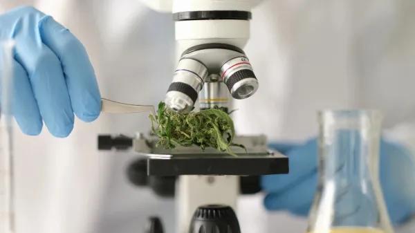 Massachusetts revisará cómo se analiza el cannabis regulado