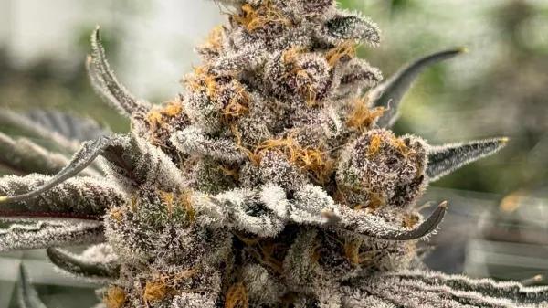 Perla Negra - Exclusive Seeds Bank