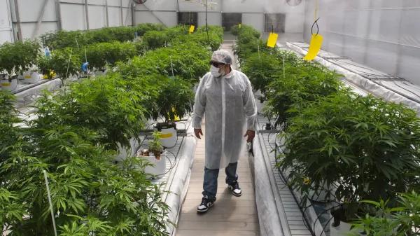 Cultivo Canarias