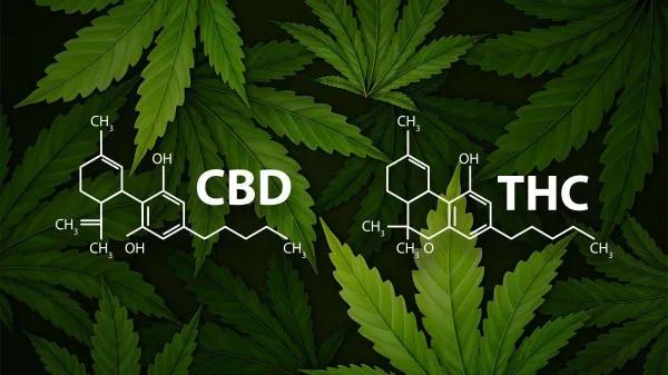 El CBD puede aumentar la exposición al THC