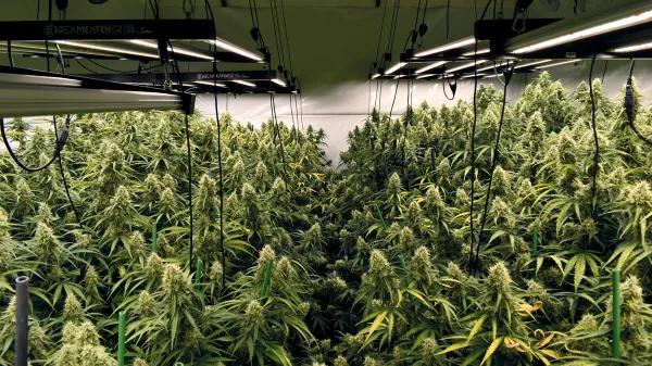 El precio de cultivar en interior: técnicas para reducir el coste energético del ‘indoor’ 