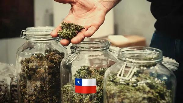Un estudio mapea 294 clubes de cannabis en Chile