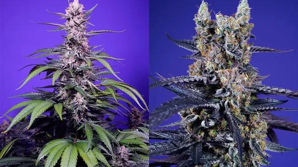 Comparativa entre Permanent Marker XL Auto® y Super Boof Auto® 