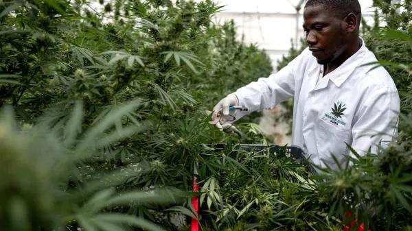 Uganda consolida su industria de cannabis medicinal