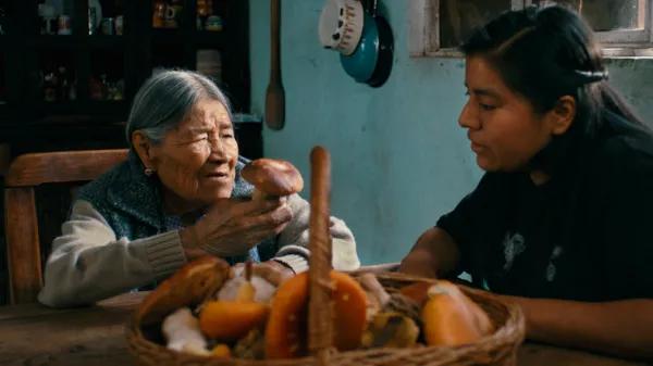 Hijas del bosque - Un documental mexicano explora ciencia, territorio y hongos sagrados 