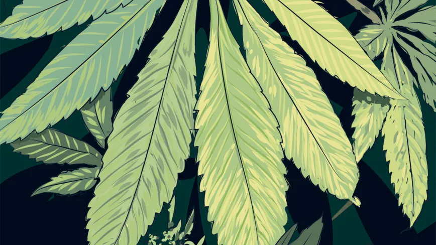 Ilustración cannabis, hojas amarillas