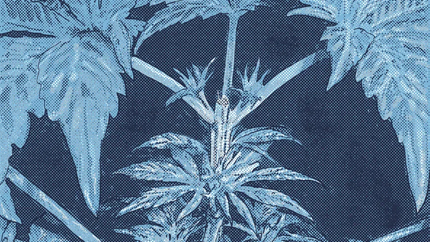 La poda de plantas madre 