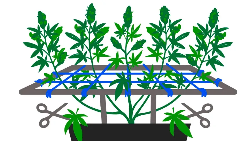 ‘Screen of green’ 