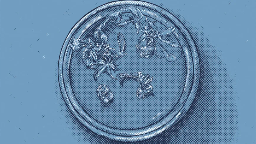 Reproducción ‘in vitro’ de plantas 