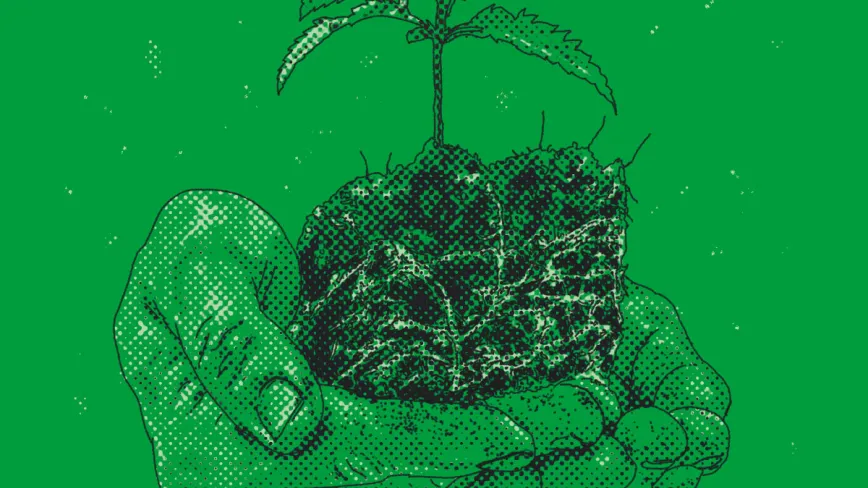 ¿Cómo decido cuándo trasplantar? 