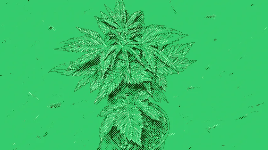 El cultivo en un entorno legalizado