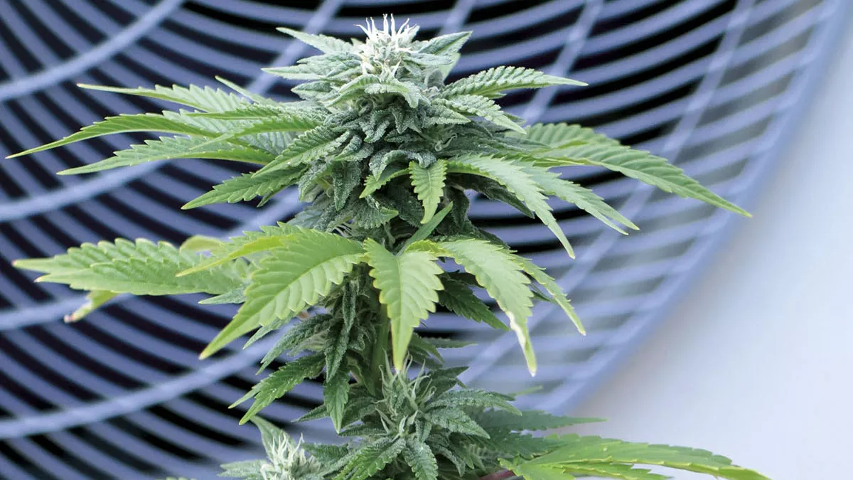 Planta de cannabis, cogollos engordando