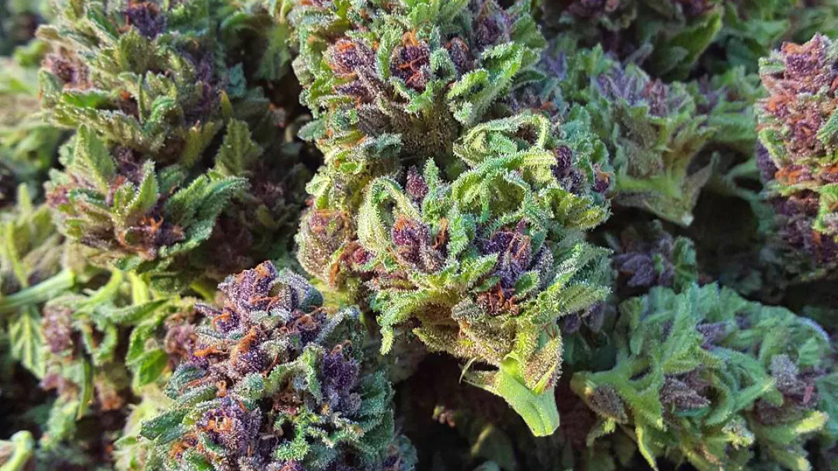 Purple Trainwreck