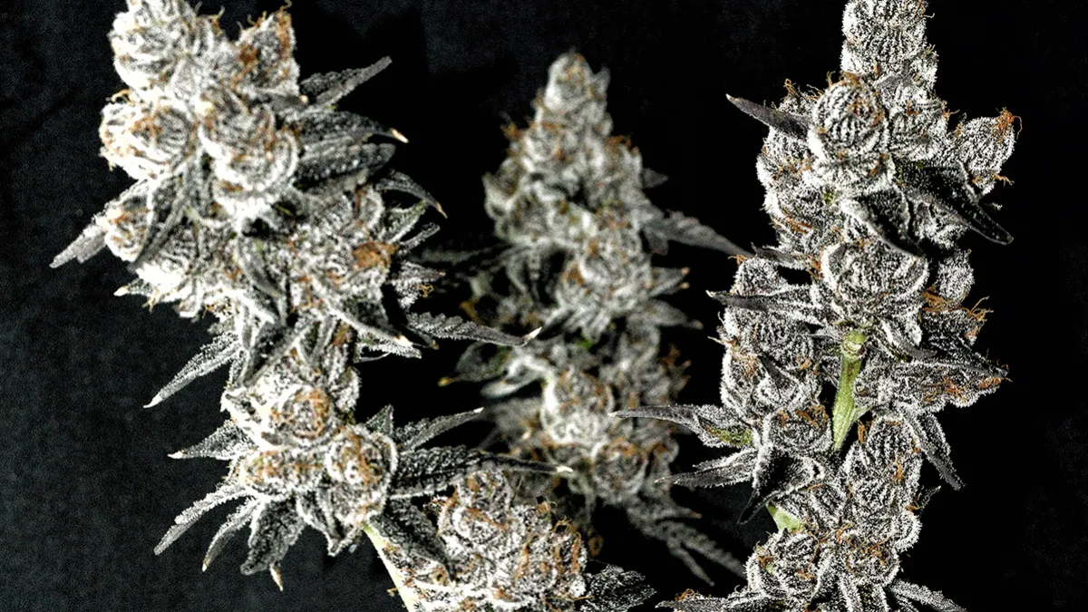 Pistol Whip: genética californiana con pedigrí