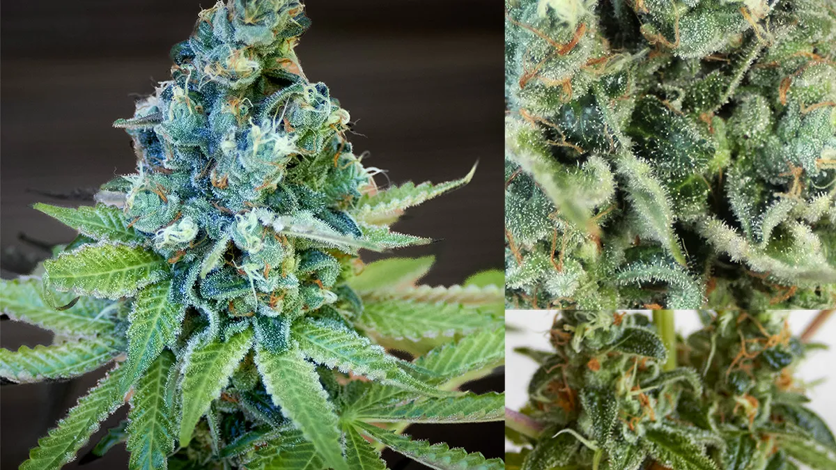 C. Banana, de Philosopher Seeds