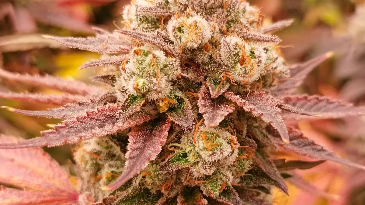 Auto Skywalker x OG Kush