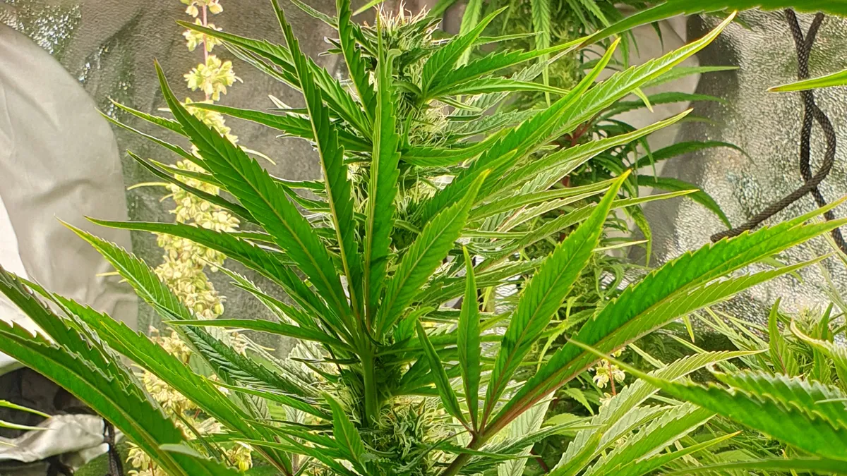 Morocco Beldia Kif: el tesoro genético de las montañas del Rif 