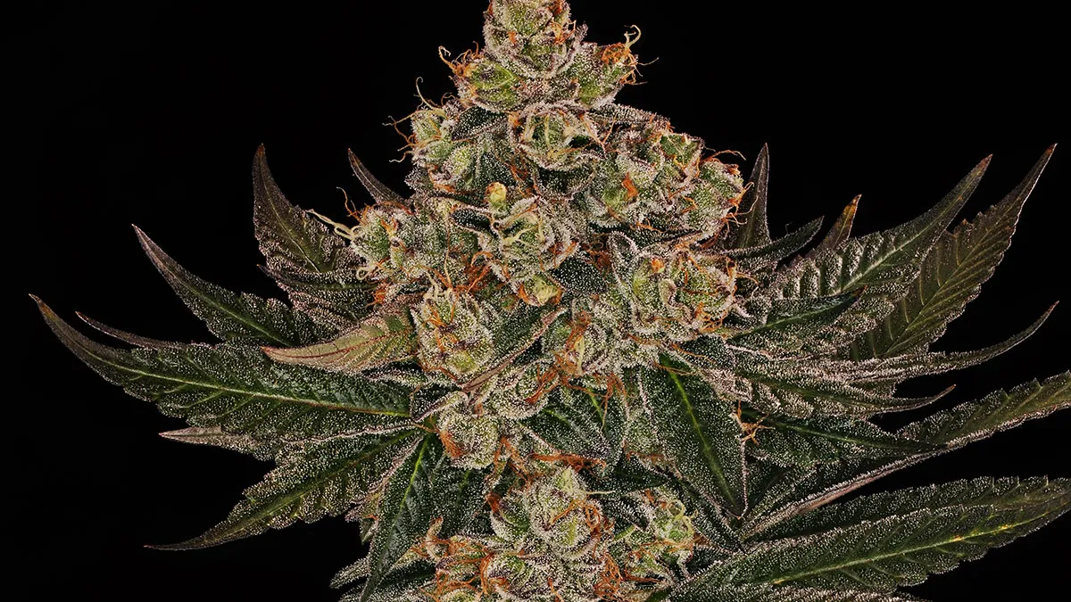 Jelly Cake, de Barney’s Farm