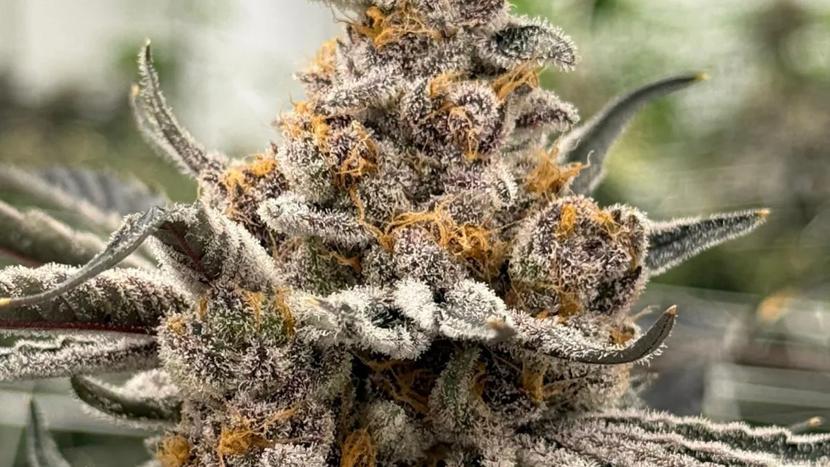 Perla Negra - Exclusive Seeds Bank