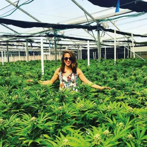 En una plantación de cannabis en Tel Aviv.