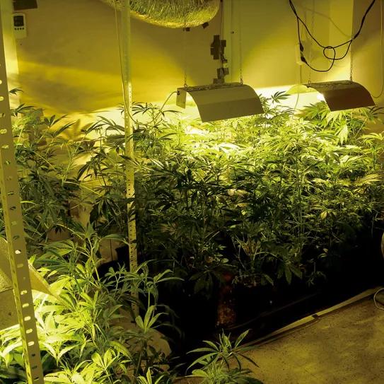 Cultivo de interior 