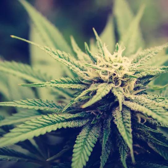 ¿Cómo solucionar carencias de calcio y magnesio en el cultivo de cannabis?