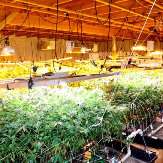 Policía de Las Vegas bate un record y confisca 8.6 millones en cannabis