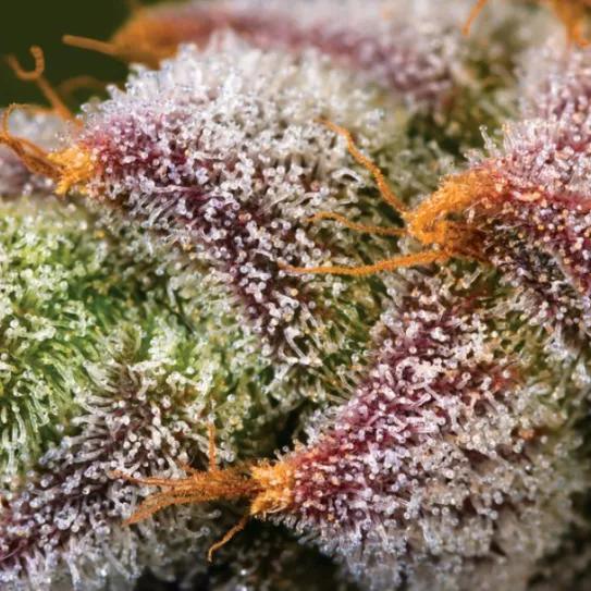 “Mimosa”, ¿la variedad preferida de los cocineros?