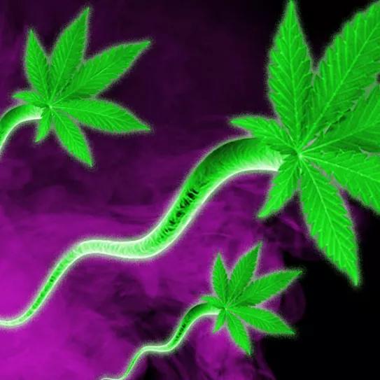 THC en el semen de los consumidores habituales de marihuana