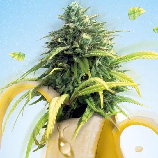 Banana Split”, una variedad dulce y tropical