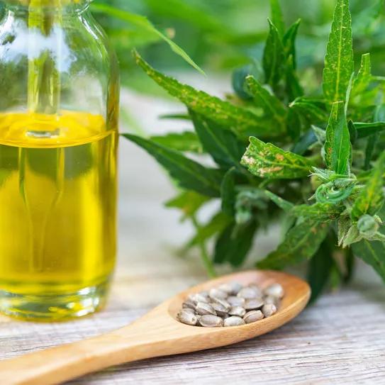 Estudio apunta a que el aceite de cáñamo mejora los niveles de colesterol