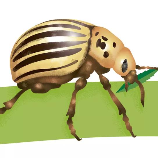 Ilustración: Escarabajo