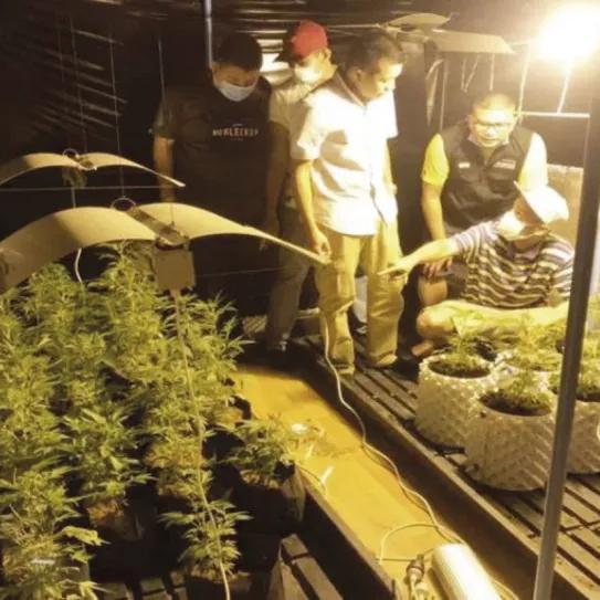 Plantación ilegal en Tailandia