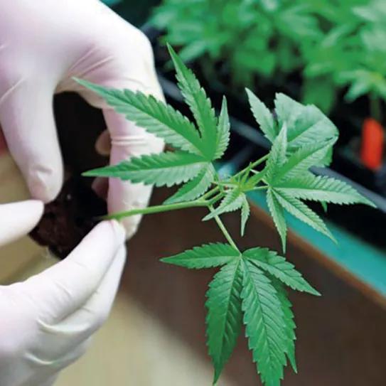 Planta de cannabis