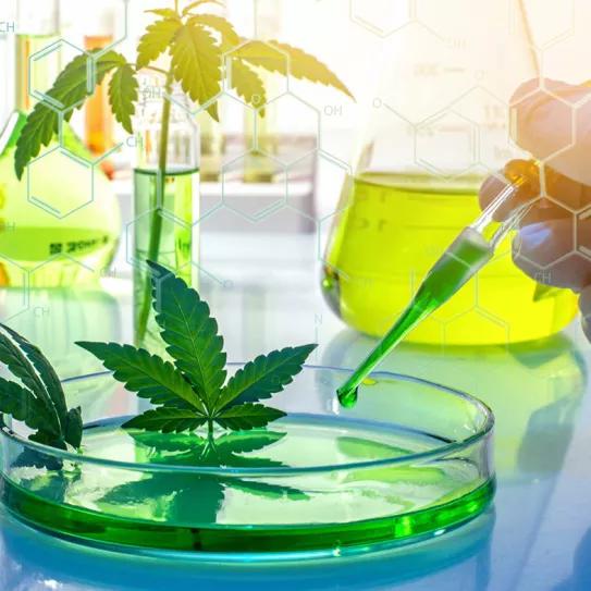 Científicos podrán investigar la marihuana gracias a nueva ley del Congreso de los EE.UU