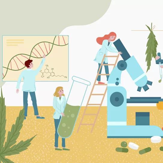 Cataluña y Comunidad Valenciana financia investigación con cannabis medicinal