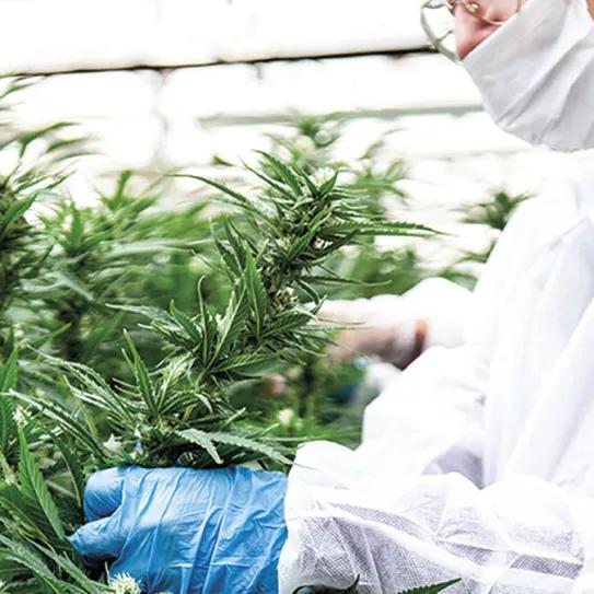Cannabis medicinal
