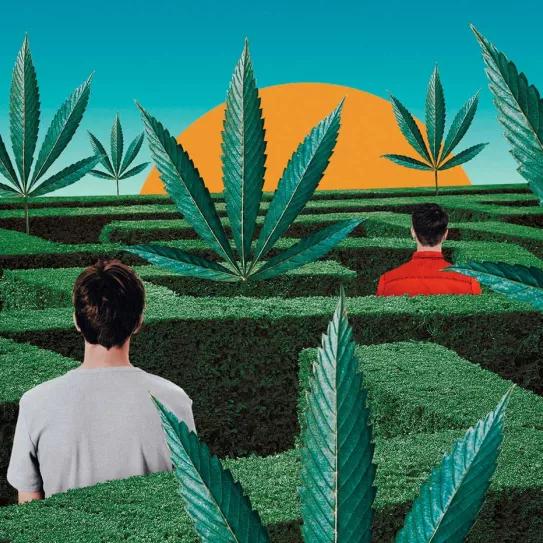 El laberinto del cannabis no psicoactivo