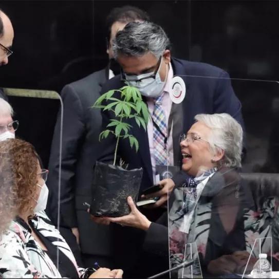Secretaria del Ministerio del Interior mexicano recibe planta de marihuana como regalo