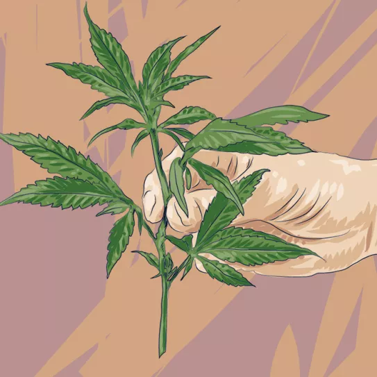 Ilustración: Rama de cannabis