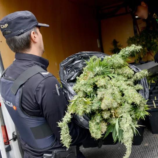 Récord en incautación de plantas en 2019 en España: 1.538.995