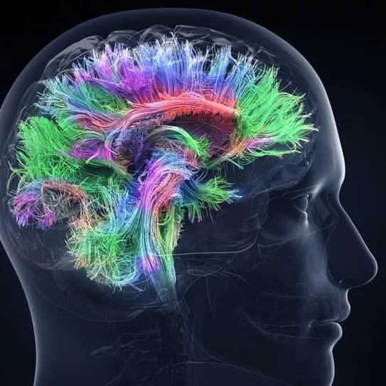 Psilocibina puede cambiar positivamente las emociones y las funciones cerebrales a largo plazo