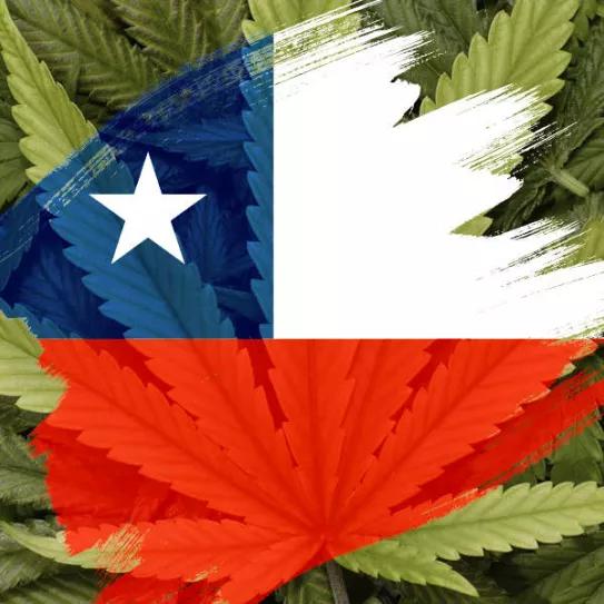El 82% de los chilenos estaría de acuerdo con una nueva regulación del cannabis