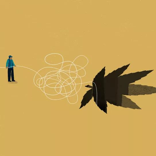 La flor de cáñamo: ¿hierba para fumar? 