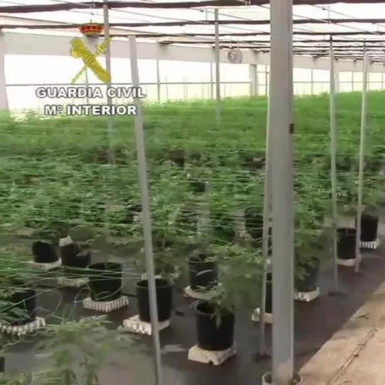 Condenados dos dueños de una plantación legal de cáñamo por ocultar parte de la cosecha