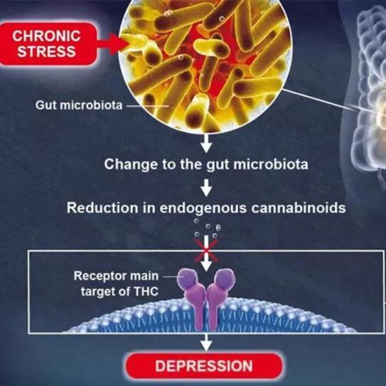 El sistema endocannabinoide interviene en la relación entre microbiota intestinal y depresión 